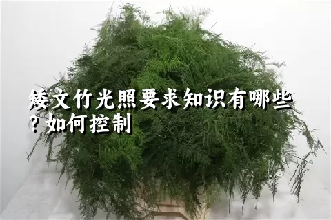 矮文竹光照要求知识有哪些？如何控制