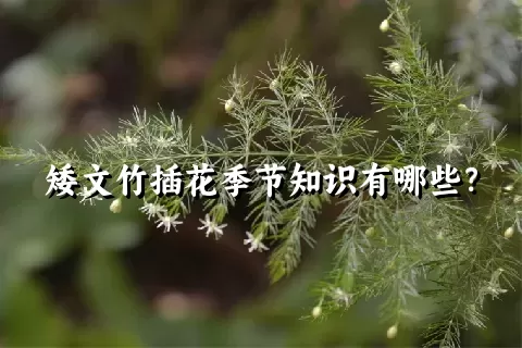 矮文竹插花季节知识有哪些？