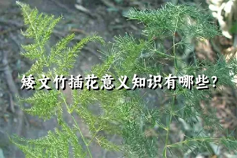 矮文竹插花意义知识有哪些？