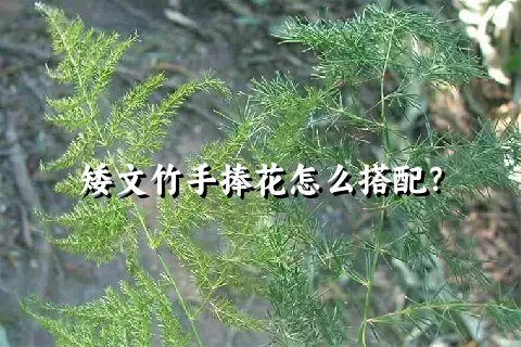 矮文竹手捧花怎么搭配？