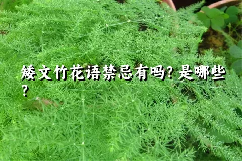 矮文竹花语禁忌有吗？是哪些？