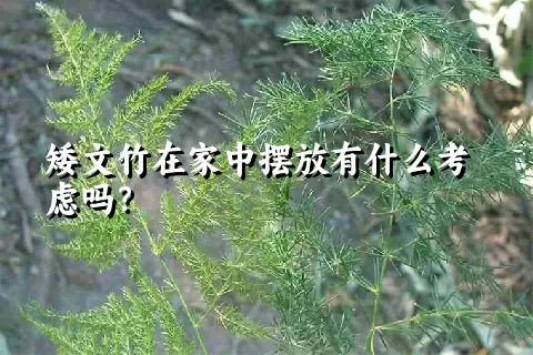 矮文竹在家中摆放有什么考虑吗？