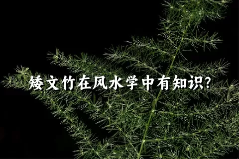 矮文竹在风水学中有知识？