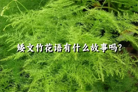 矮文竹花语有什么故事吗？