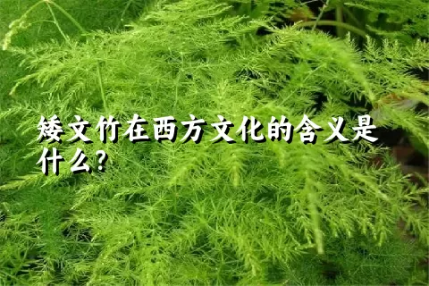 矮文竹在西方文化的含义是什么？