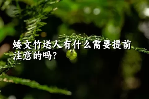 矮文竹送人有什么需要提前注意的吗？