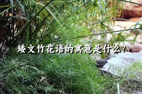 矮文竹花语的寓意是什么？