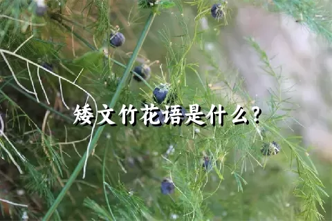 矮文竹花语是什么？