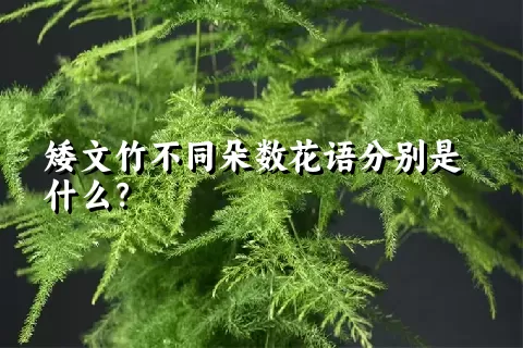 矮文竹不同朵数花语分别是什么？