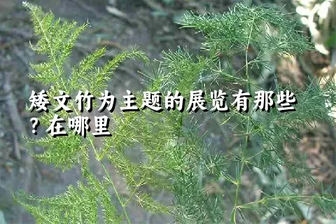 矮文竹为主题的展览有那些？在哪里