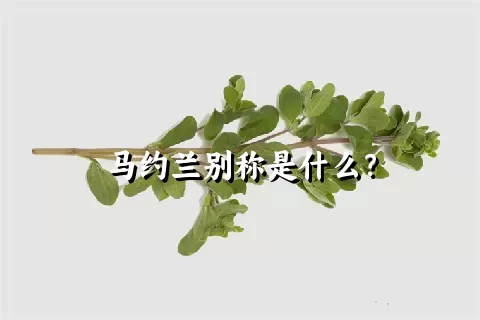 马约兰别称是什么？