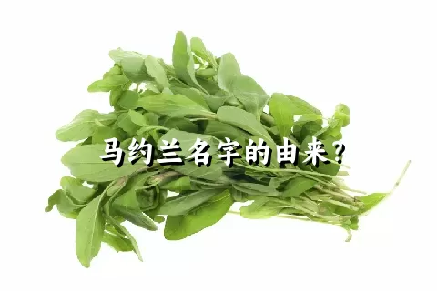 马约兰名字的由来？