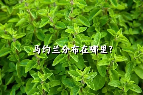 马约兰分布在哪里?