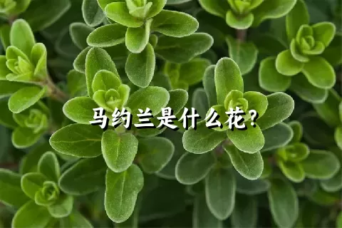 马约兰是什么花？