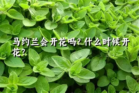 马约兰会开花吗？什么时候开花？