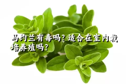 马约兰有毒吗？适合在室内栽培养殖吗？