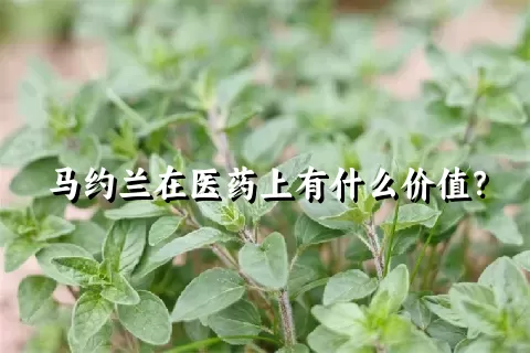 马约兰在医药上有什么价值？