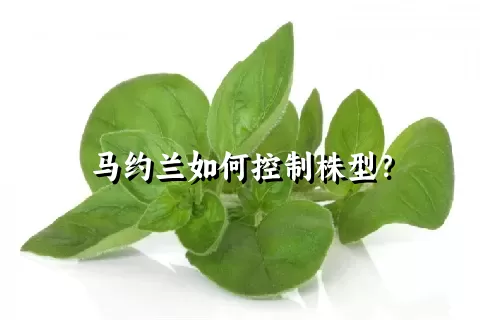 马约兰如何控制株型？