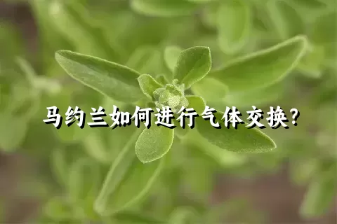 马约兰如何进行气体交换？