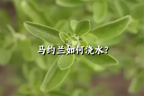 马约兰如何浇水？