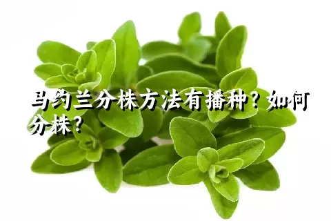 马约兰分株方法有播种？如何分株？