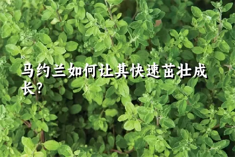 马约兰如何让其快速茁壮成长？