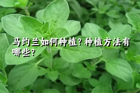 马约兰如何种植？种植方法有哪些？