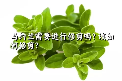 马约兰需要进行修剪吗？该如何修剪？