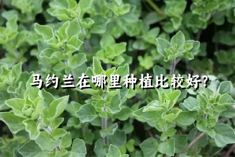 马约兰在哪里种植比较好？