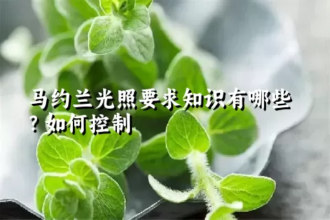 马约兰光照要求知识有哪些？如何控制