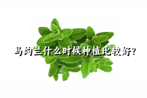 马约兰什么时候种植比较好？