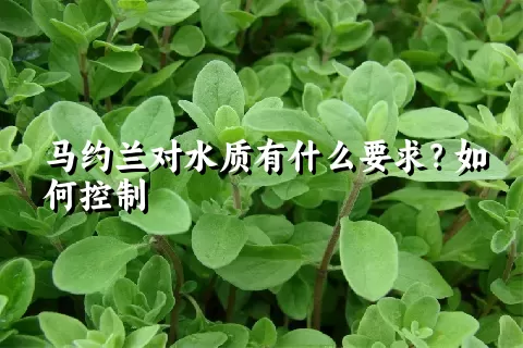 马约兰对水质有什么要求？如何控制