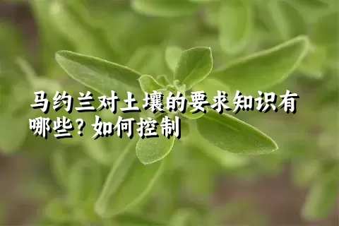 马约兰对土壤的要求知识有哪些？如何控制