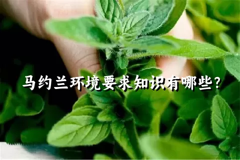 马约兰环境要求知识有哪些？