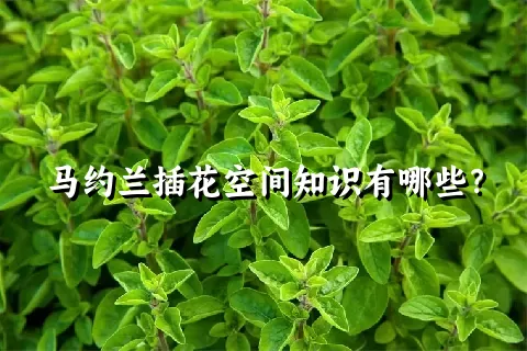 马约兰插花空间知识有哪些？