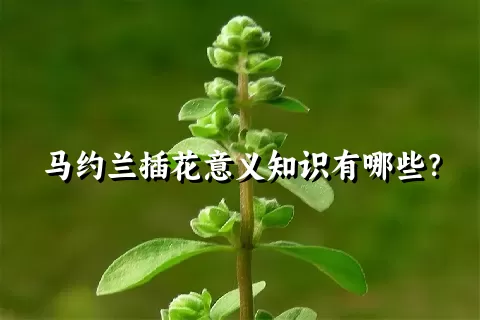 马约兰插花意义知识有哪些？