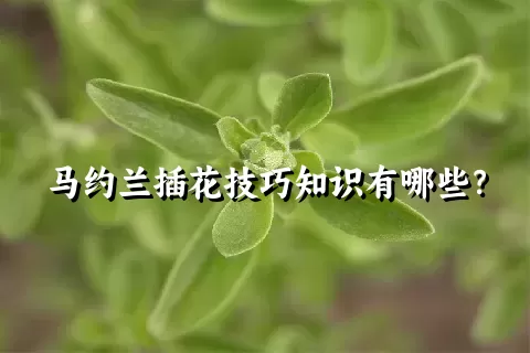 马约兰插花技巧知识有哪些？