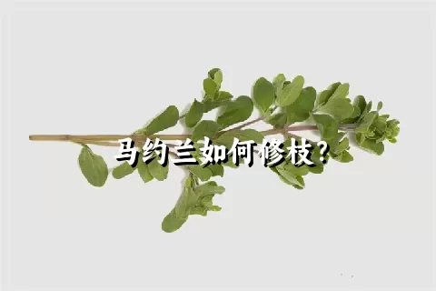 马约兰如何修枝？