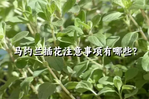 马约兰插花注意事项有哪些？