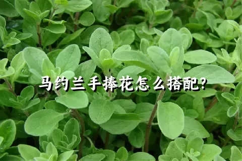 马约兰手捧花怎么搭配？