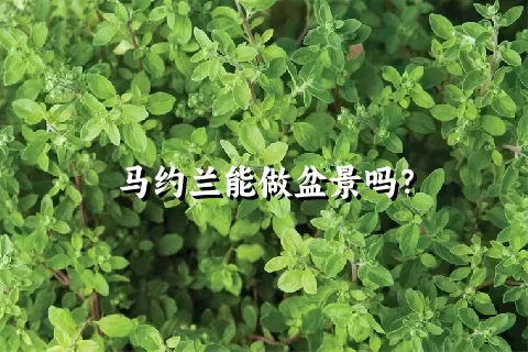 马约兰能做盆景吗？