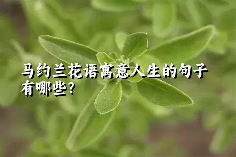 马约兰花语寓意人生的句子有哪些？