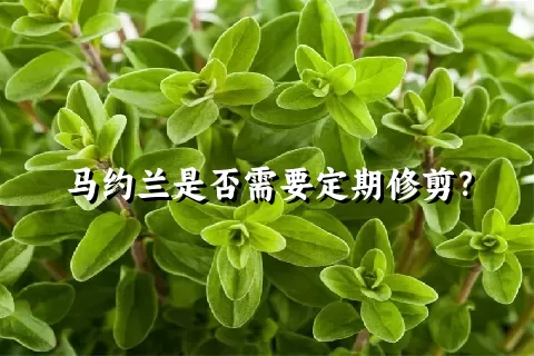 马约兰是否需要定期修剪？