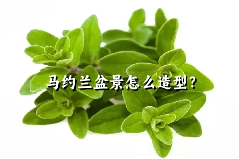 马约兰盆景怎么造型？