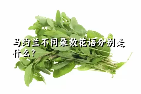 马约兰不同朵数花语分别是什么？