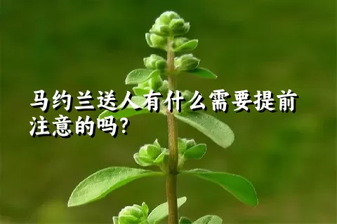 马约兰送人有什么需要提前注意的吗？