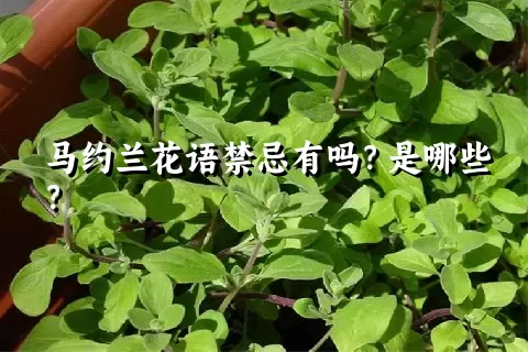 马约兰花语禁忌有吗？是哪些？