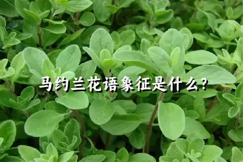 马约兰花语象征是什么？