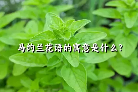 马约兰花语的寓意是什么？