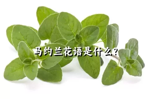 马约兰花语是什么？